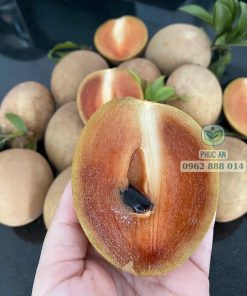 Cây giống Sapo Mexico