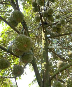 Cây giống sầu riêng Black Thorn