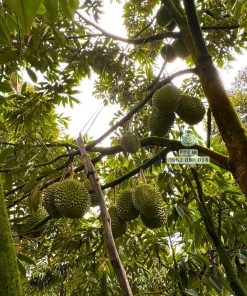 Cây giống sầu riêng Musang King