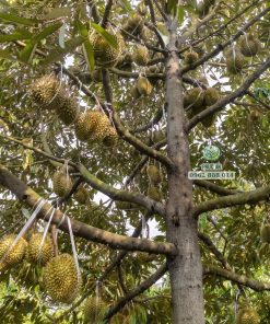 Cây giống sầu riêng Thái Monthong