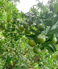 Cây giống tắc bánh xe