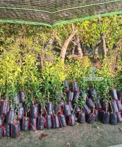 Cây giống tắc không hạt