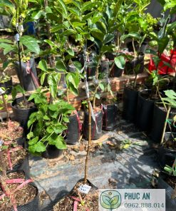 Cây giống táo tàu