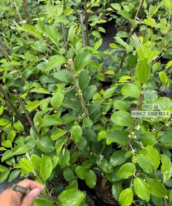 Cây giống táo thái (táo xanh thái)