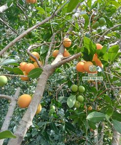 Cây giống thanh trà chua
