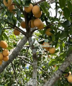 Cây giống thanh trà ngọt (ghép cành)