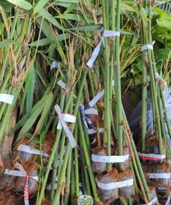 Cây giống tre bát độ