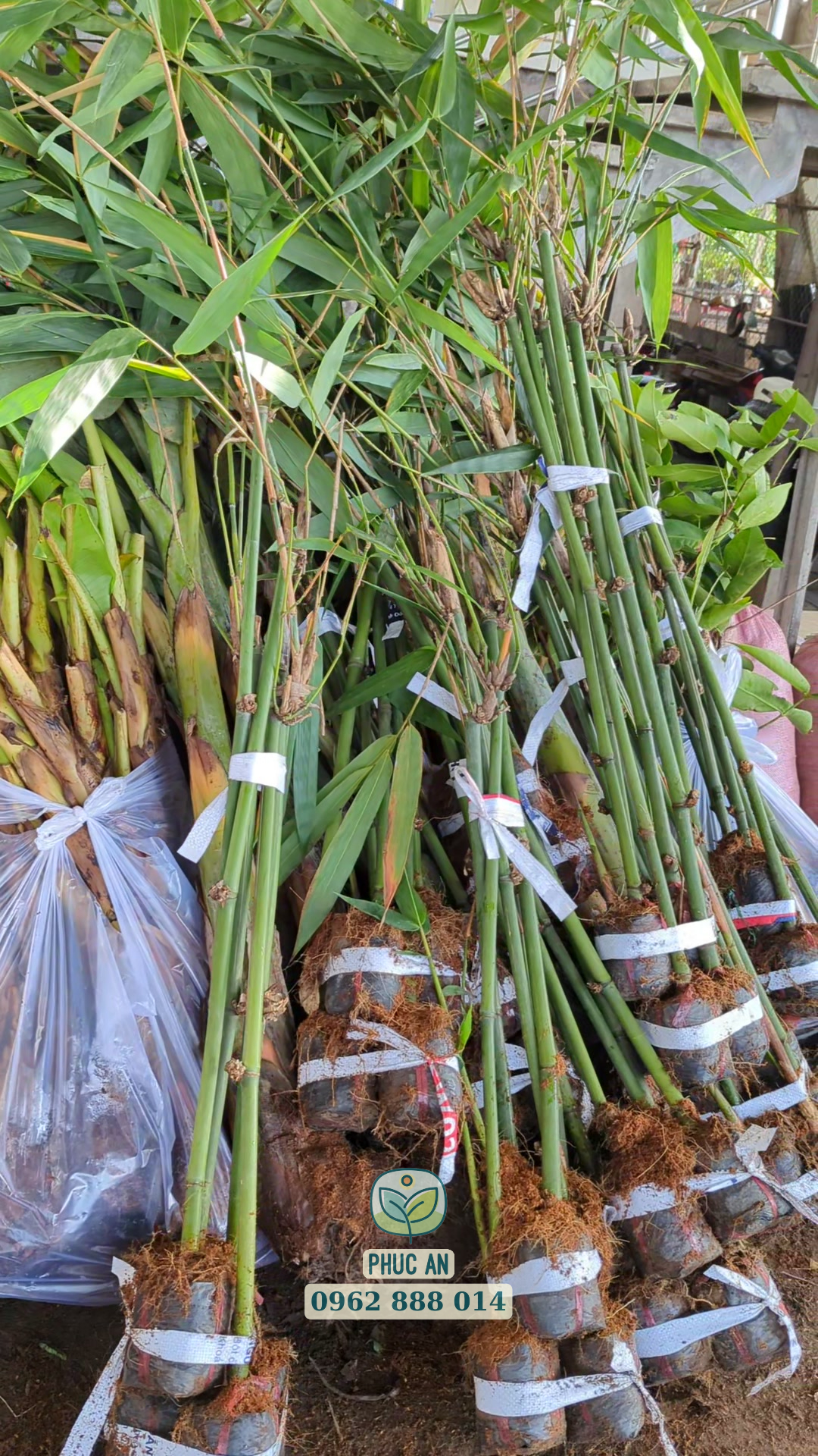 Cây tre Bát Độ giống bầu rễ phát triển mạnh đảm bảo tỉ lệ sống cao