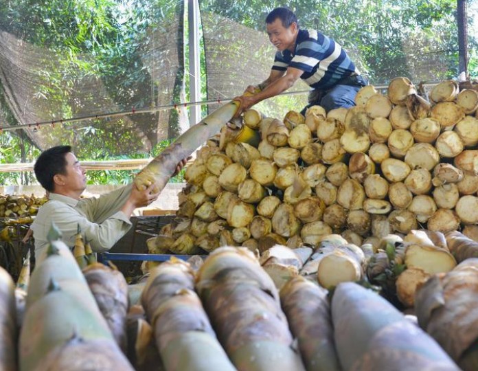 Thu hoạch măng tre bát độ