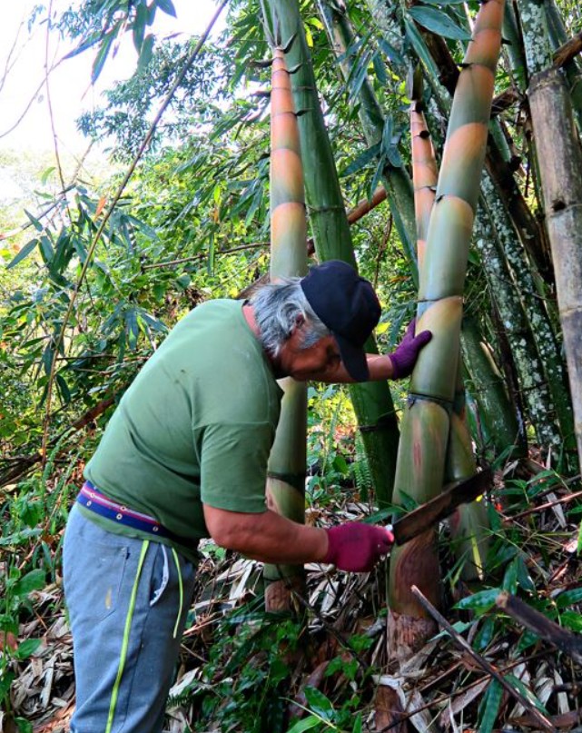 Măng tre bát độ khổng lồ