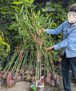 Cây giống tre mạnh tông