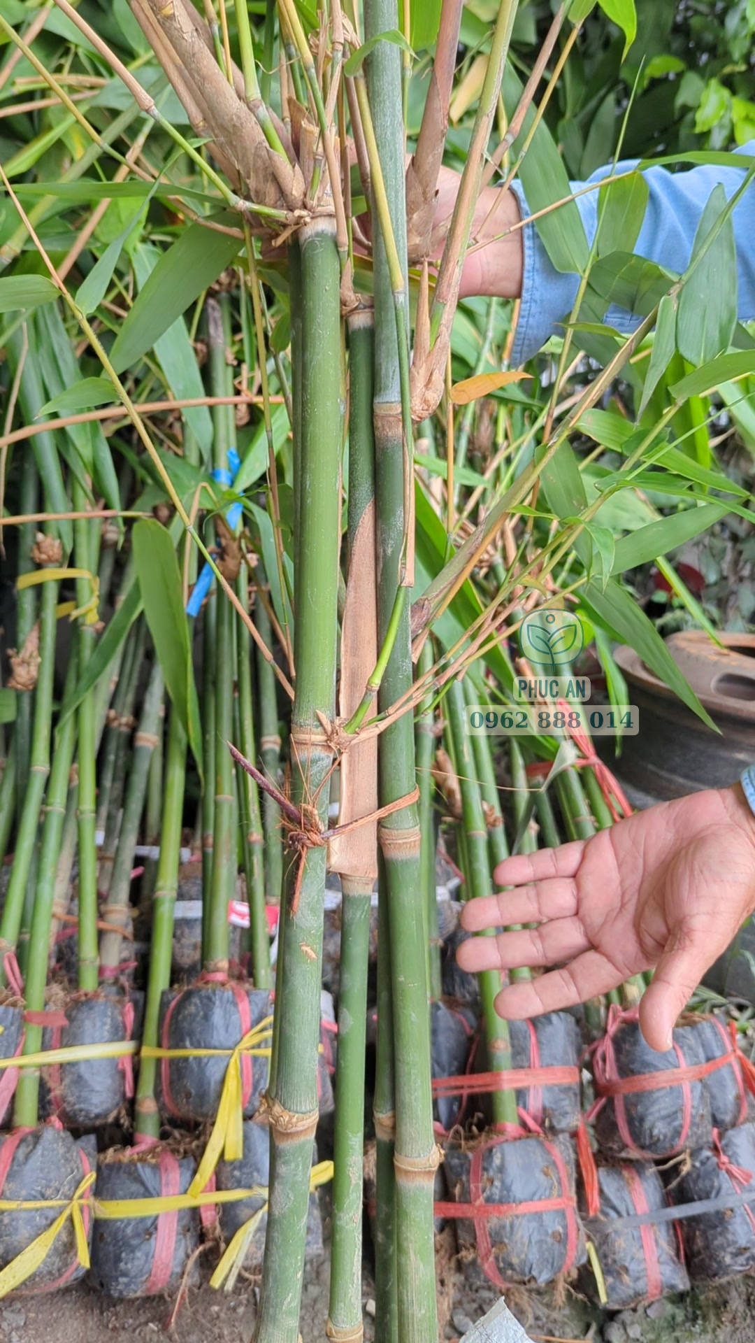 Cây giống tre mạnh tông 33 Cận cảnh thân tre mạnh tông
