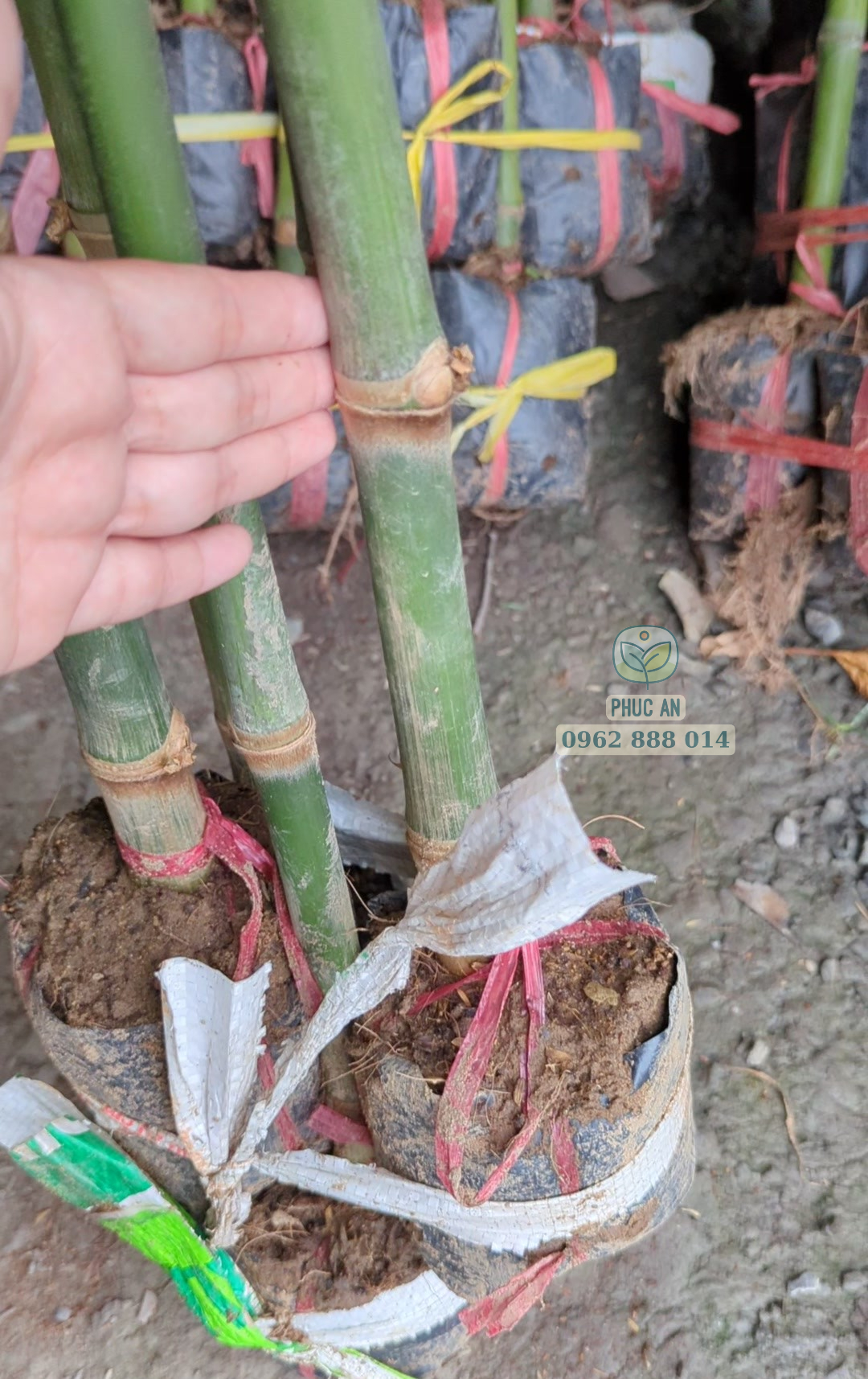 Cây giống tre mạnh tông 31 Mắt tre mạnh tông có màu nâu đen đặc trưng