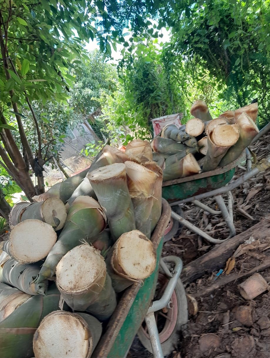 Cây giống tre mạnh tông 32 Thu hoạch măng mạnh tông