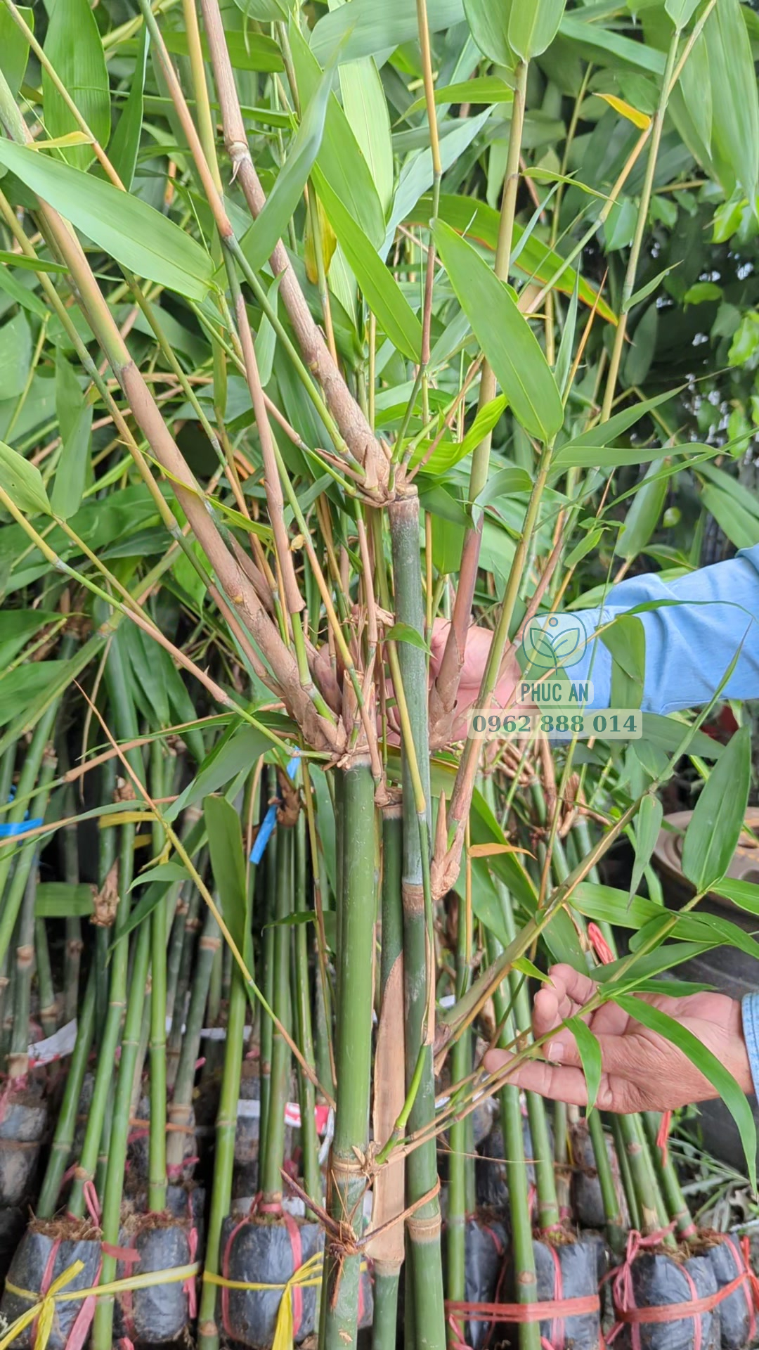 Cây giống tre mạnh tông 34 Cây giống tre Mạnh Tông gốc chiết khỏe mạnh tại vườn Phúc An