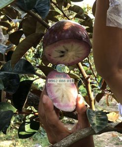 Cây giống vú sữa tím tứ quý