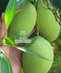 Cây giống xoài cát chu