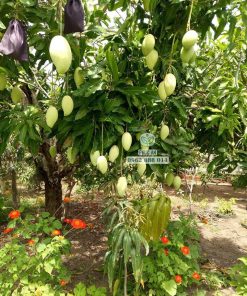 Cây giống xoài cát hòa lộc