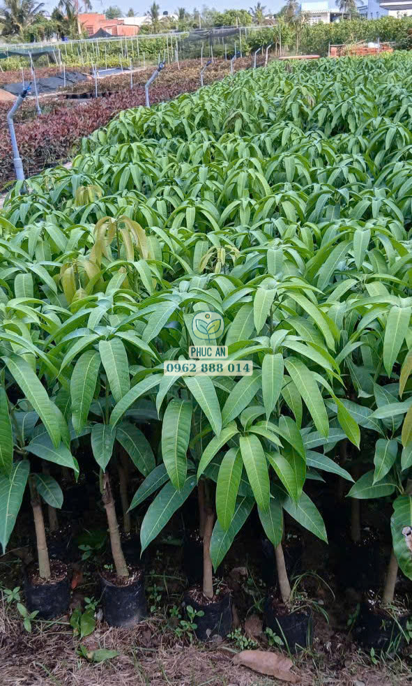 Vườn ươm cây giống xoài Đài Loan số lượng lớn của Cây Giống Phúc An