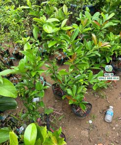 Giống Cherry Brazil