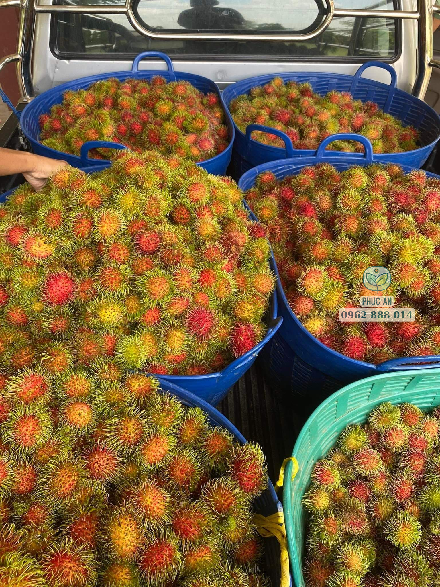 Hình ảnh trái chôm chôm Thái tươi ngon vừa thu hoạch tại vườn