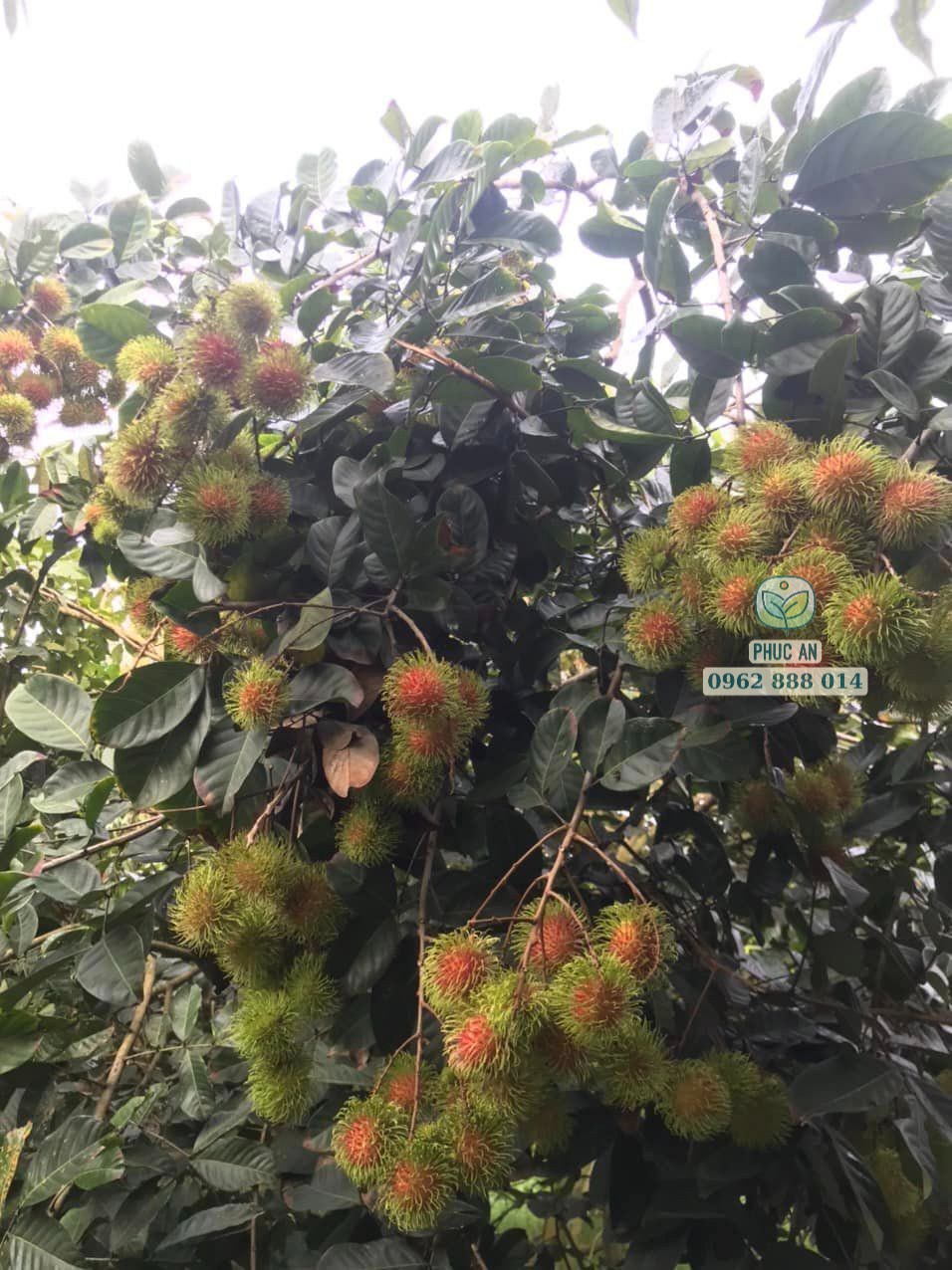 Chùm trái chôm chôm Thái chín đỏ trên cây đầu dòng thực tế