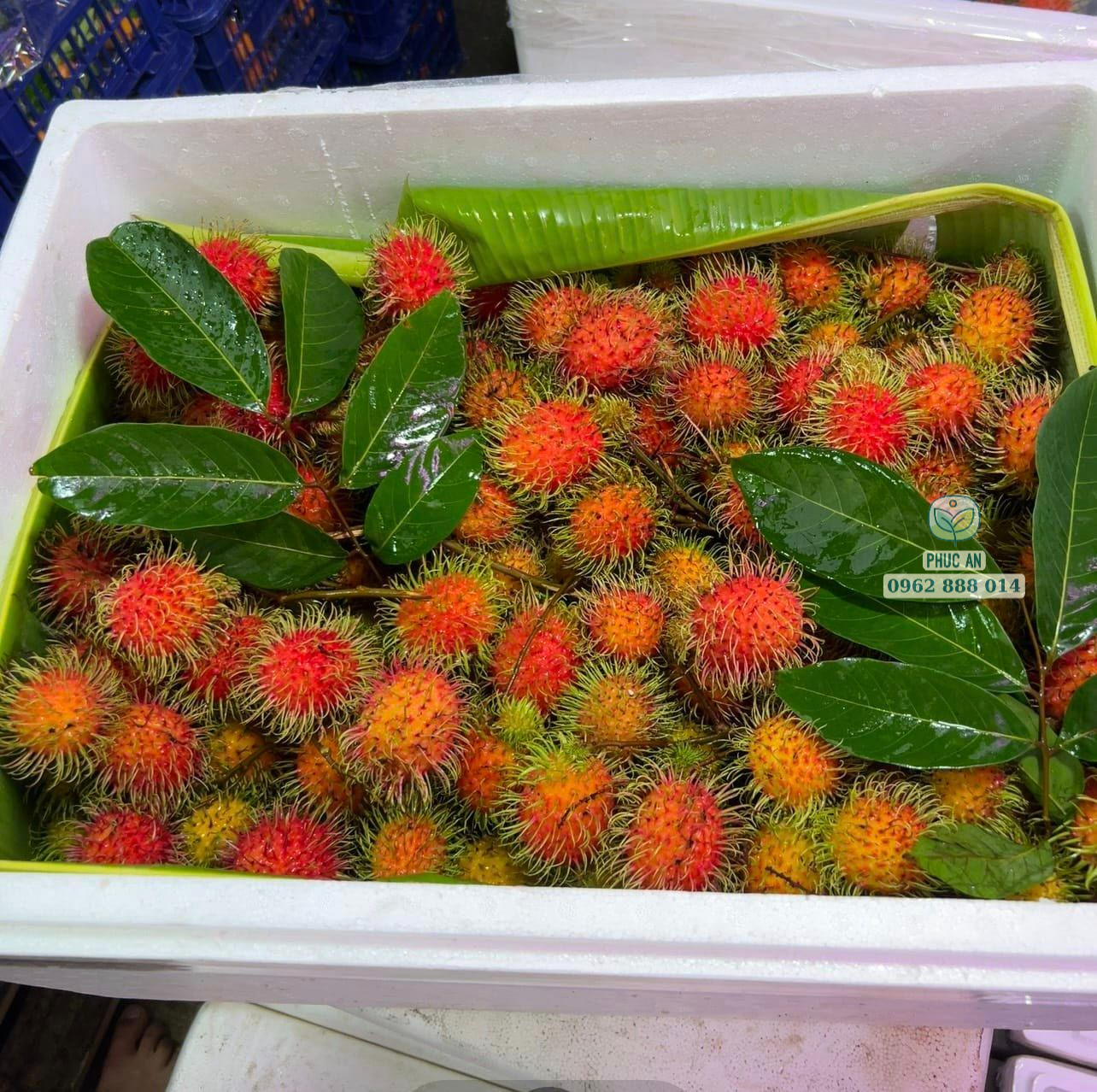 Sản lượng trái chôm chôm Thái chất lượng cao năng suất tốt