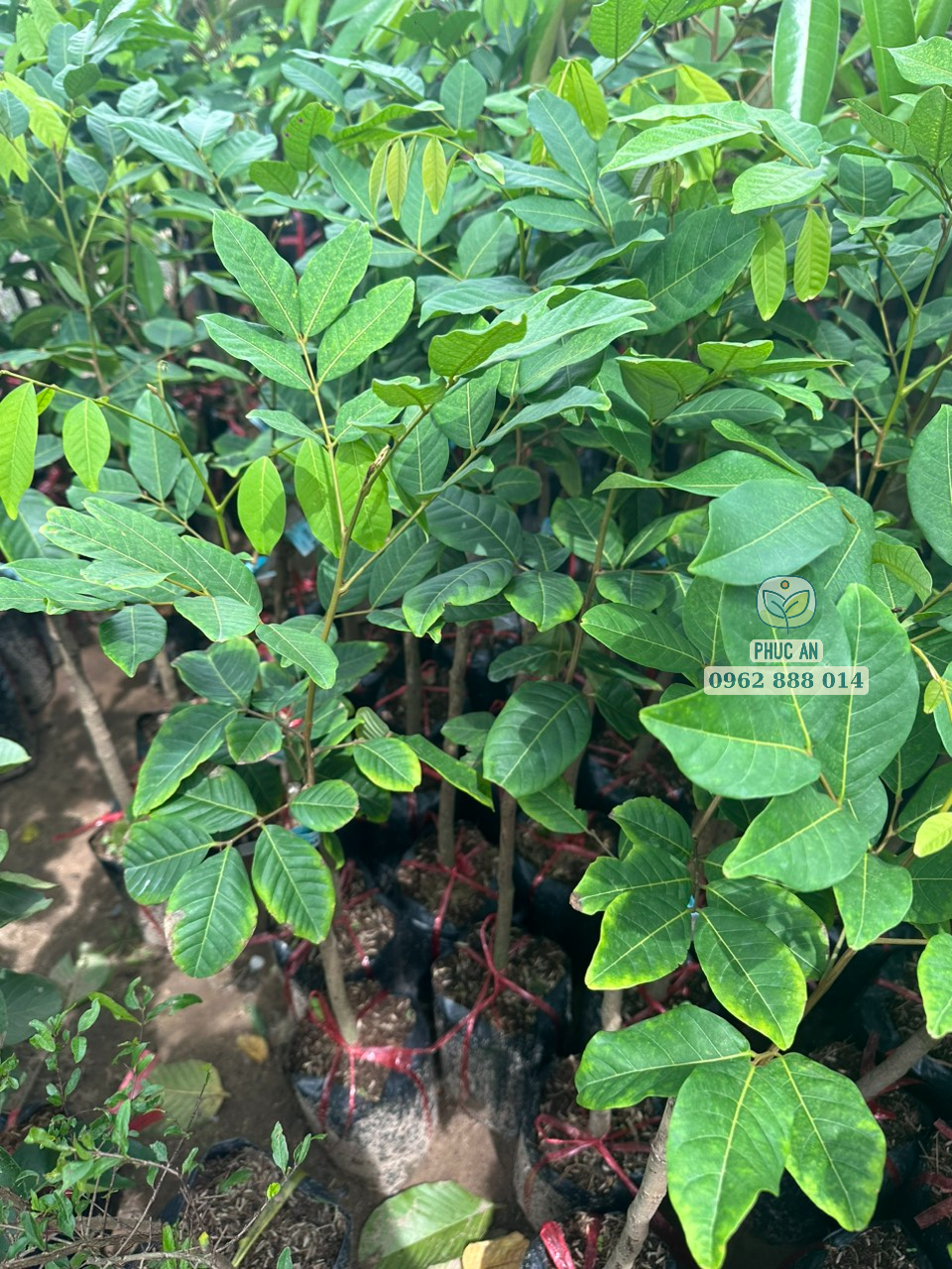 Vườn ươm cây giống chôm chôm Thái chất lượng cao Phúc An