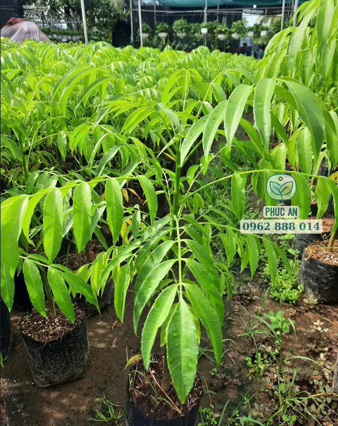 Cây giống cóc thái 14 Cây cóc Thái giống nhanh ra hoa đậu quả quanh năm Phúc An