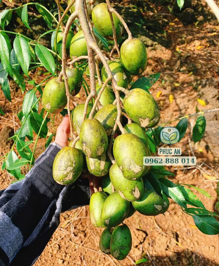 Cây giống cóc thái 13 Trái cóc Thái mọc thành chùm sai trĩu quả