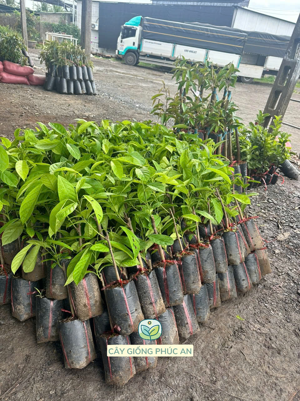 Cây giống dâu xanh Gia Bảo 30 Lô cây giống dâu xanh Gia Bảo sẵn sàng giao cho khách hàng