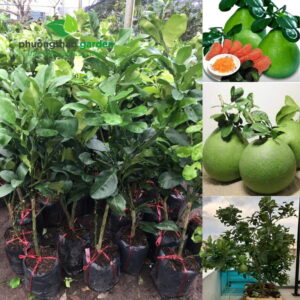 Cây Giống Bưởi Da Xanh Ghép Miền Nam 5