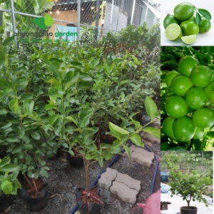 Cây Giống Chanh Không Hạt 8