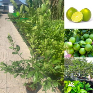 Cây Giống Chanh Tứ Quý