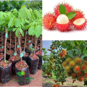 Cây Giống Chôm Chôm Thái 6