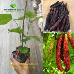 Cây Giống Dâu Quả Dài 2
