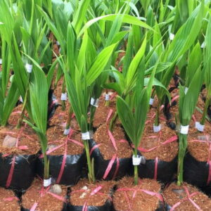 Cây Giống Dừa Xiêm Lùn 5