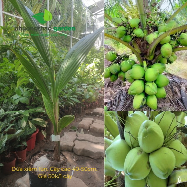 Cây giống xừa xiêm lùn