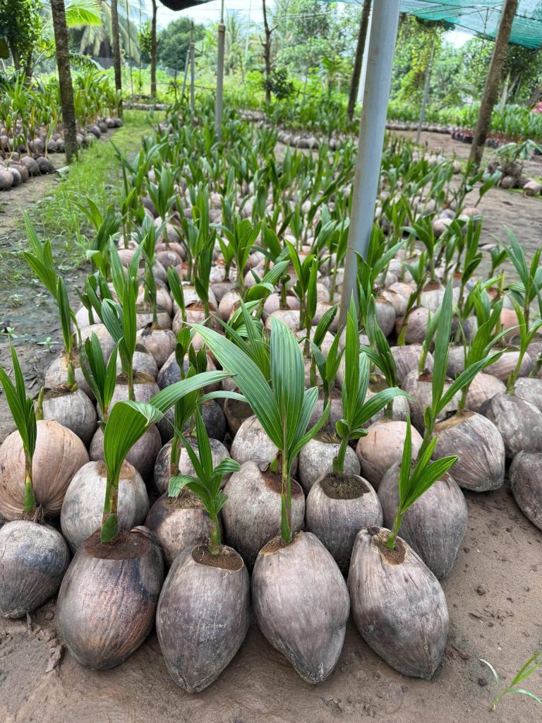 Cây giống dừa xiêm xanh thường (cây cao) thường được trồng ở công trình, dự án