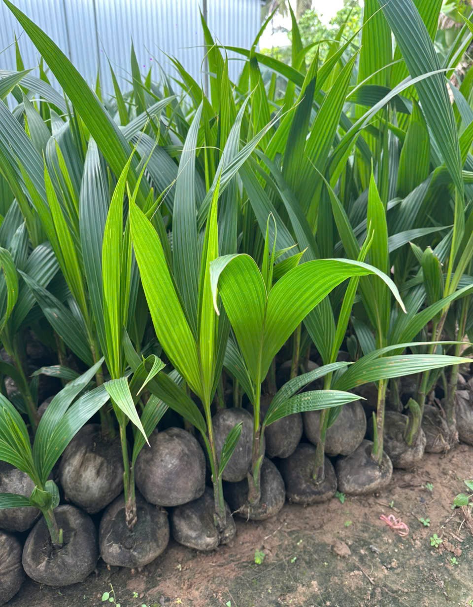 Cây giống dừa xiêm xanh thường (cây cao) vẫn cho trái rất ngon ngọt, chỉ là ít trái hơn dừa xiêm lùn rặc