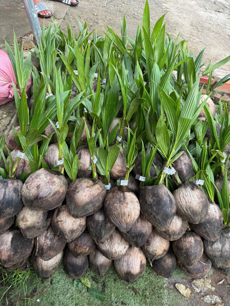 Cây giống dừa xiêm xanh công trình chuẩn bị giao cho khách