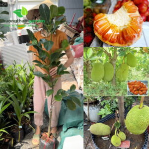 Cây Giống Mít Ruột Đỏ 2