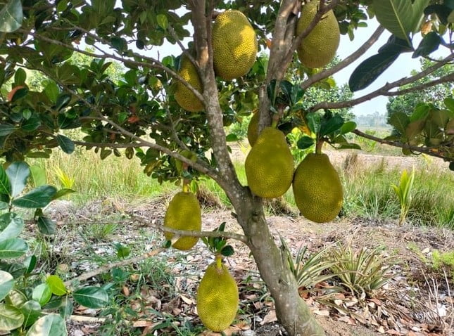 Cây mit ruột đỏ