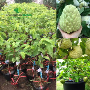 Cây Giống Na Thái 5