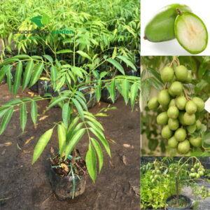 Cây Giống Cóc Thái 3