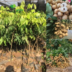 Cây Giống Nhãn Hương Chi 11