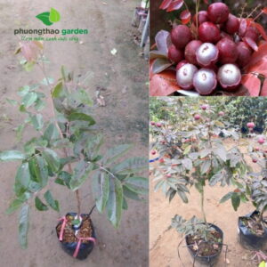 Cây Giống Nhãn Long Tím