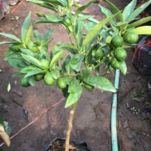 Cây Giống Tắc Ngọt 8