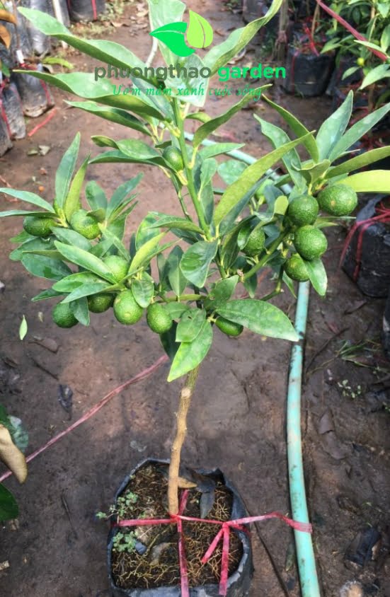 Cây Giống Tắc Ngọt