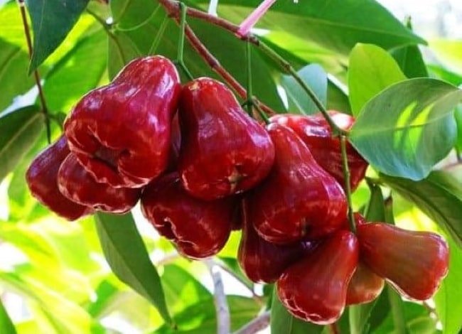 Mận An Phước